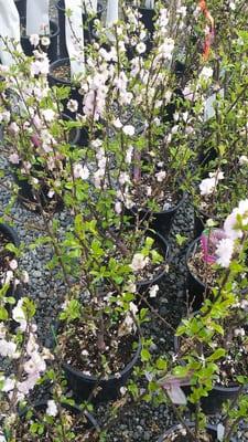 Flowering plum