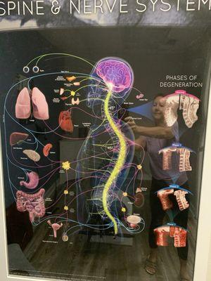 Spine & Nerve System map