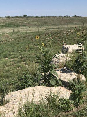 Some wild sunflowers