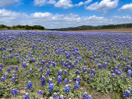 Bluebonnets