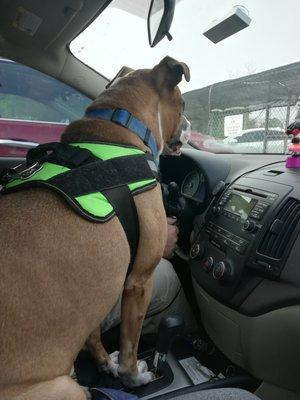 Waiting to go in the vet's.