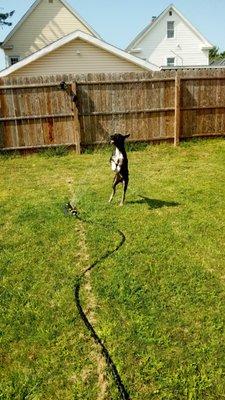 Playing in the sprinkler.