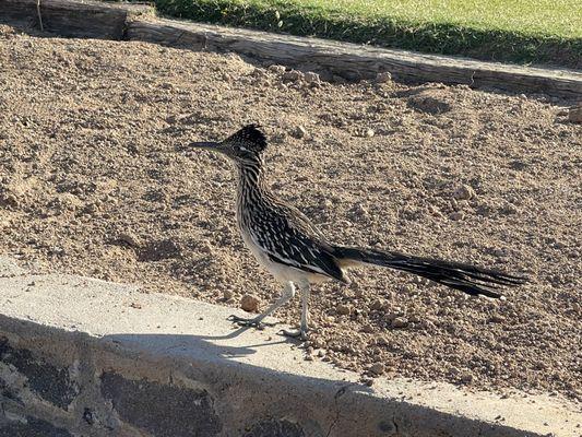 Roadrunner watched our putting on 10