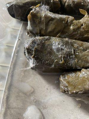 Hairy Moldy Grape Leaves