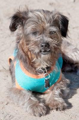 fun in the sun at the Alameda Small Dog Park