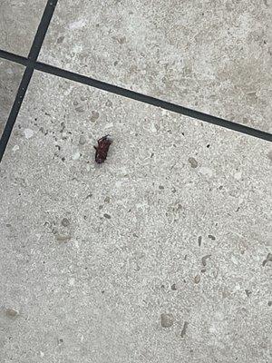 Live roach in Wendy's dining area