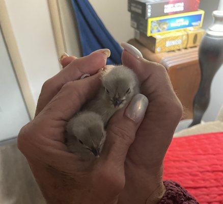 My latest baby chicks. Lavenders.