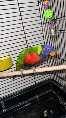 Got my lorikeet from this store