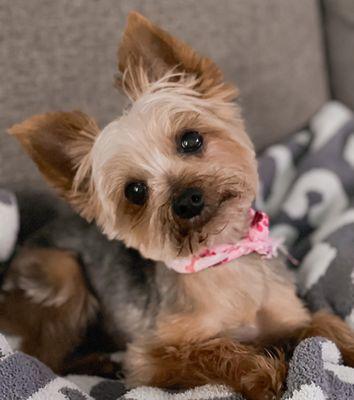 Female traditional Yorkie cut