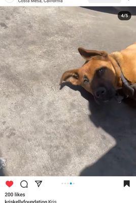 older dog , laying out in heat without water till a good Samaritan brought water to them