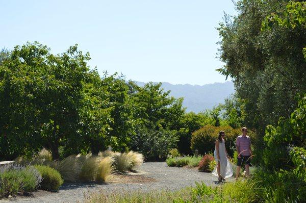 Wine tasting at Frogs Leap Winery