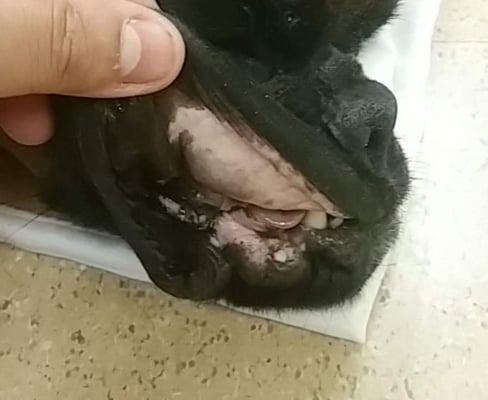 My dogs gums after picking her up from her csection and forced spay.