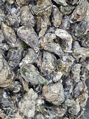 Live Oysters