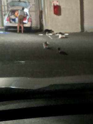 Feeding stray cats and opening up a hole in the fence between Napa and the storage units to let flea infested cats.