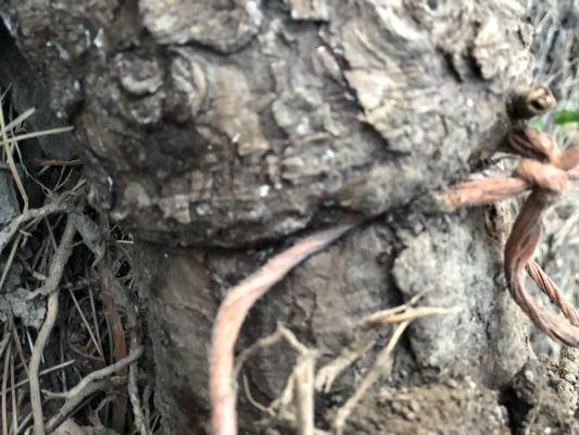 Ton Foster Left a nylon rope around the burlap root bag when he planted the tree...