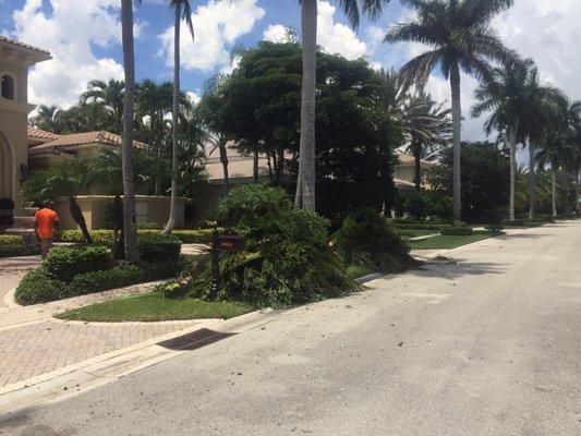 Debris stacked at roadside for pick up by Tree Services Pro in Delray Beach, Florida.