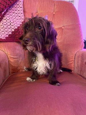 Nancy sitting in a pink velvet chair.