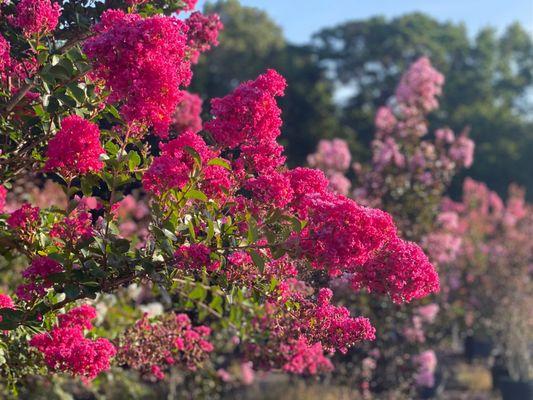 Brownswood Grown crape myrtles