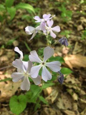 Blue Phlox