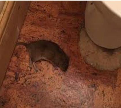 A rat on the bathroom floor