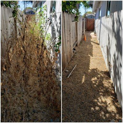 Cleanup back yard ( before/after)