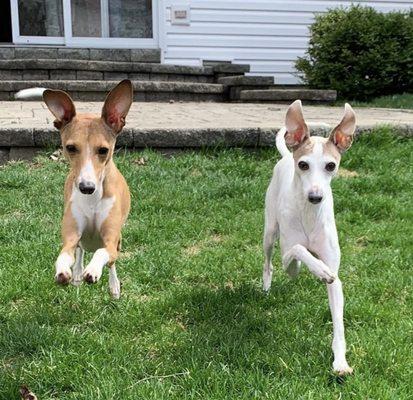 Canine Behavioral Therapy CBT Dog Training