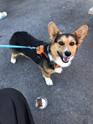 Mari enjoyed his doggie sundae after a long walk around Green & Round Lakes!