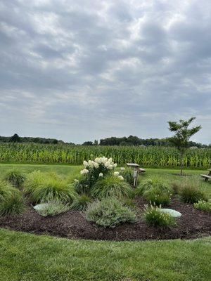 Corn field next door