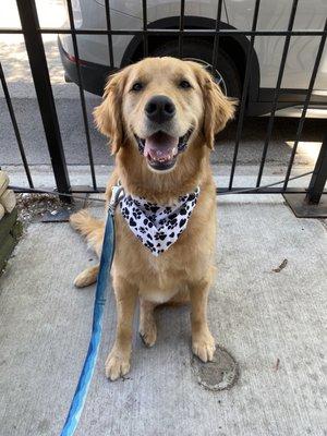 Handsome boy in a new bandana!