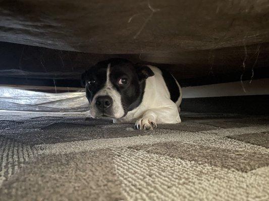 Dog under the bed!!