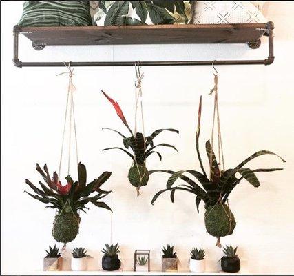 No planter, no problem! Come check out our Bromeliad & Monstera Kokedama! We're also stocked up on adorable potted Haworthia Succulents