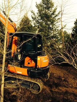 Planting some LARGE Trees