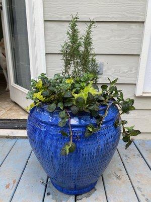 Cobalt blue pot with rosemary, ajuga, lemon ball and ornamental oregano!