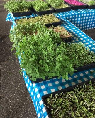 Microgreens