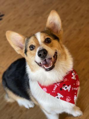 Jerry and his Corgi smile!