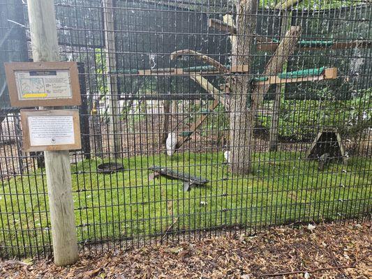 Snowy owls