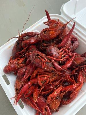 Huge crawfish from bayou boil n Geaux