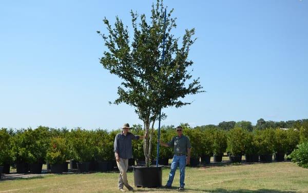 95 gallon Live Oak - Large trees look good in any landscape.