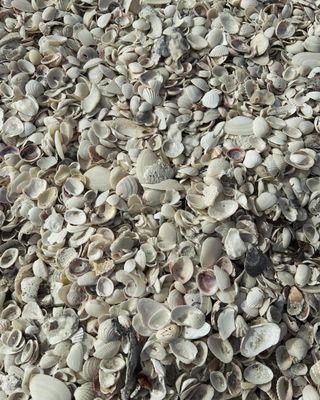 shells a plenty