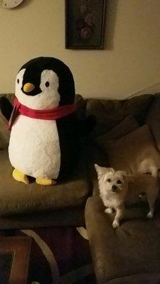 My 10lb dog vs the Christmas penguin