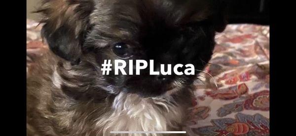 Luca