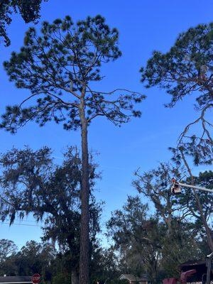 Sunny Dayz Tree And Landscape