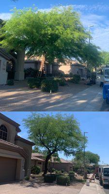 Mesquite Tree Trimming