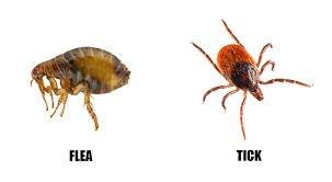 Ticks and Flea services.