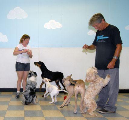 dog boarding and daycare guests enjoying their stay and having fun at Obedience Please Dog Training