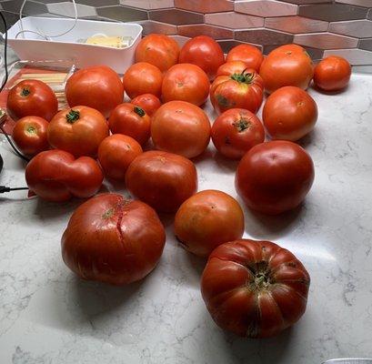 Tomatoes from Dempsey Farms