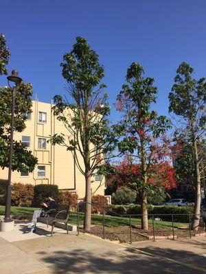 A mini park in front of the branch 9/8/21