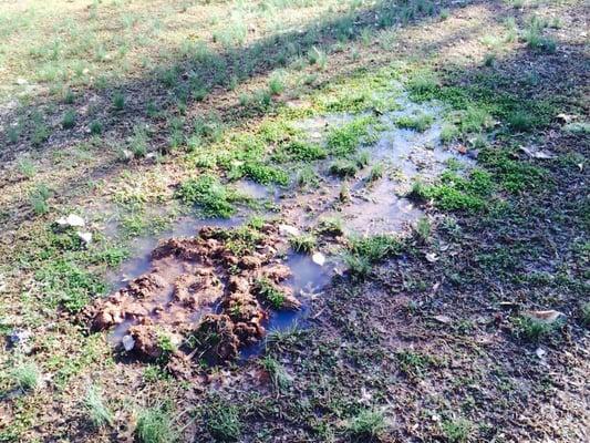 Water coming out of my septic tank