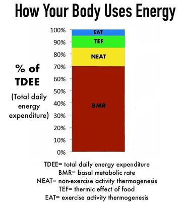 Did you know that most of your daily calorie burn comes from your body simply existing? I have tips for you!