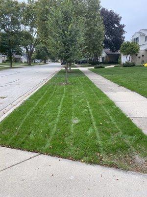 New lawn growing like crazy.